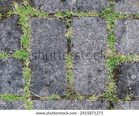 Gray paving blocks surrounded by small green grass