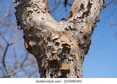 A Gray peeling tree trunk - Shutterstock ID 2255985393