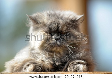 gray persian cat