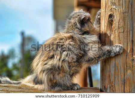 gray persian cat