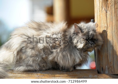 gray persian cat