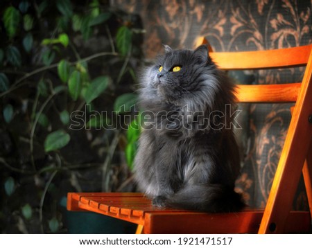 Gray persian cat sitting on chair thinking against wall. Grey persian cat cute exotic animal looking away. Long fluffy hair gray cat - adorable pet portrait. Longhair full persian kitten pretty looks