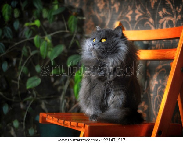 Gray persian cat sitting on chair thinking against\
wall. Grey persian cat cute exotic animal looking away. Long fluffy\
hair gray cat - adorable pet portrait. Longhair full persian kitten\
pretty looks