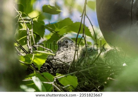 Gray pigeon chick in the nest, on a tree on a sunny day. In the shade of the leaves of the tree, he finds coolness