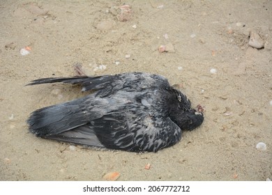 2,681 Dead dove Images, Stock Photos & Vectors | Shutterstock