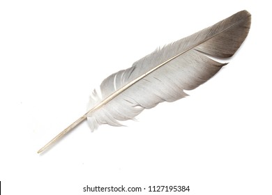 Gray Pigeon Feather On White Background Stock Photo 1127195384 ...