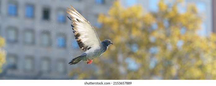 Gray Pigeon in flight over the city. Flying bird. He spread his wings wide in flight. Animals theme. Close up photography. Panorama