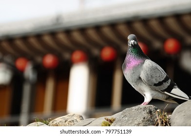 The gray pigieon stands infornt of the Kyoto temple