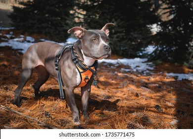 Gray Pit Bull dog wearing an orange dog harness and orange and black dog collar standing on pine cones and needles in nature.