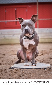 Gray Pit Bull Dog Wearing A Black Leather Collar Sitting In A Baseball Field With A Red Building Behind Her.