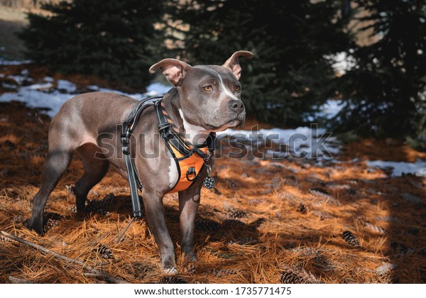 Gray\
Pit Bull dog wearing an orange dog harness and orange and black dog\
collar standing on pine cones and needles in\
nature.