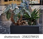 gray plstic, metal style flower pot with colorful flower in the interior on the table. pedestrian zone, passage, hall entrance, hotel, lobby