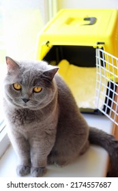 A Gray Plush Cute Cat Sits Near A Plastic Carrier By The Window. A Beautiful Domestic Cat Of The Scottish Straight Breed On The Window With A Travel Container. Gray And Yellow Colors 2021.