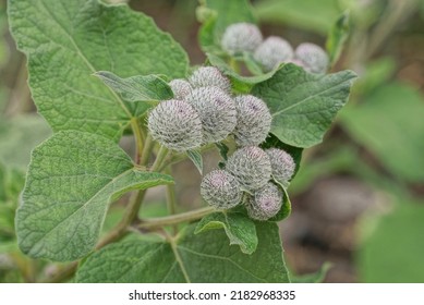 gray prickly round buds on a wild bush of a plant with green leaves in nature in a summer park