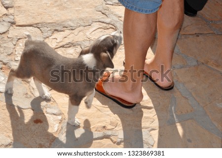 
Gray puppy near the feet of a person on a walk 