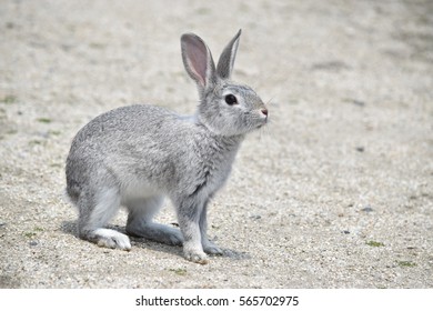 gray rabbit