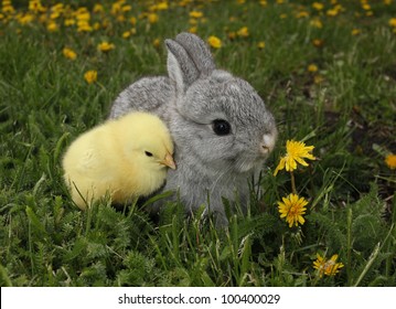 Gray Rabbit Bunny Baby And Yellow Chick Best Friends