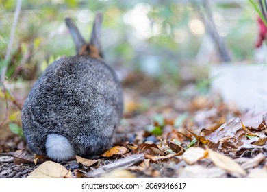 Gray rabbit in fall garden surrounded by cripsy leaves and mums copy space