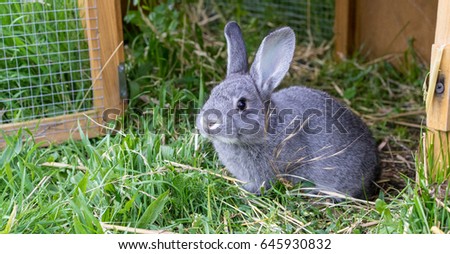 Gray rabbit in front of the rabbit barn 
