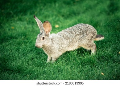 Gray Rabbit In Green Grass