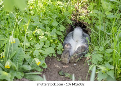 ein graues Kaninchen versteckt sich im Kaninchenloch
