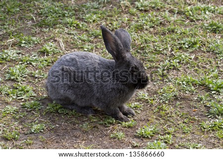 Gray rabbit on the lawn.