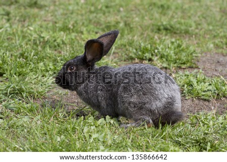 Gray rabbit on the lawn of the spring preparing for the jump.