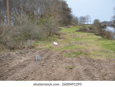 Gray rabbit on muddy path with tire tracks and distant white rabbit. Two rabbits in a rural landscape. Wildlife, animal life and habitat concept