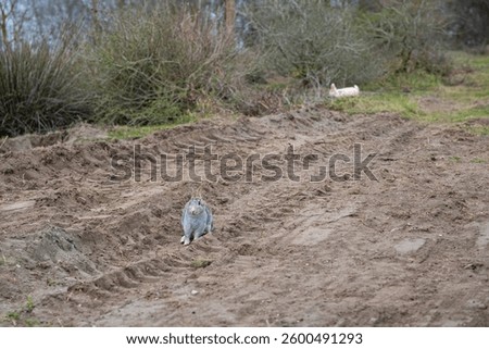 Gray rabbit on muddy path with tire tracks and distant white rabbit. Two rabbits in a rural landscape. Wildlife, animal life and habitat concept