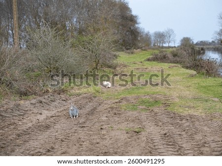Gray rabbit on muddy path with tire tracks and distant white rabbit. Two rabbits in a rural landscape. Wildlife, animal life and habitat concept