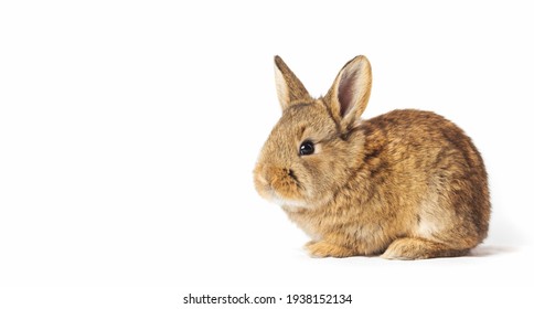 Gray Rabbit On White Background