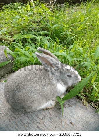 A gray rabbit playing on a lush green lawn creates a charming and heartwarming scene filled with energy and natural beauty. With its soft gray fur, bright curious eyes, and long upright ears, the rabbit happily hops through the fresh grass, exploring its surroundings with playful enthusiasm.

As the rabbit moves gracefully across the grass, it reflects the innocence and liveliness of wildlife in its natural habitat. The combination of soft fur, fresh greenery, and open space creates a delightful scene that is both relaxing and visually appealing.
