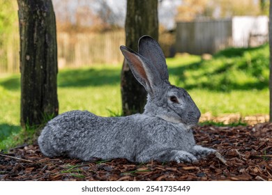 Gray Rabbit Resting on Mulch: A Tranquil Scene Amidst Green Grass and Wooden Fence - Powered by Shutterstock