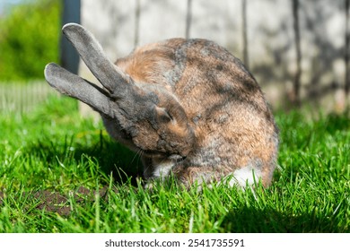 Gray Rabbit Resting on Mulch: A Serene Snapshot of Nature's Calm Amidst Lush Green Grass. - Powered by Shutterstock