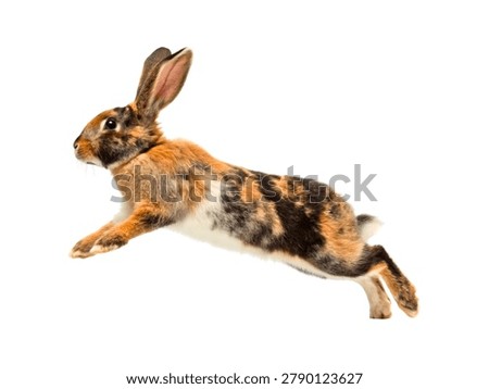 Gray Rabbit Running Side View Active Pet Bunny Isolated on White Background