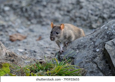 gray rat the carrier of diseases by cities and villages,a dangerous mouse transmissible infections