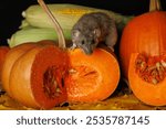 Gray rat on the background of red pumpkin and corn cobs. Autumn harvest of vegetables. Halloween holiday concept.