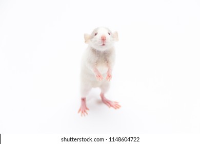 Gray rat on a white background stands on two paws - Powered by Shutterstock