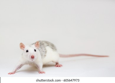 Gray rat on white background