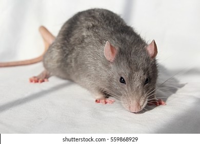 Gray Rat With Pink Paws And Ears On White Background, Soft Fur Of Norway Rat, White Whiskers, Long Tail, Black Eyes