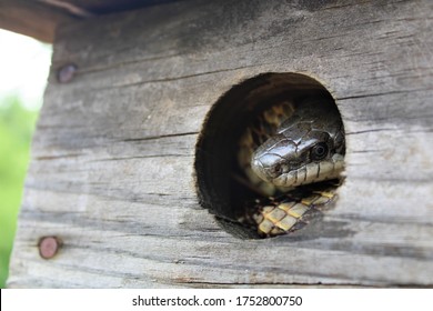 Gray Rat Snake Inside Bird House