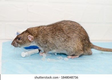 packrat exam packrat exam