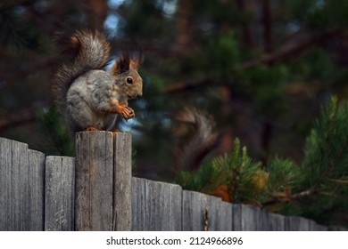 Gray And Red Squirrels On The Fence 