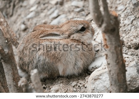 A gray and reddish rabbit sits low to the ground with its ears down, blending into the earth around it
