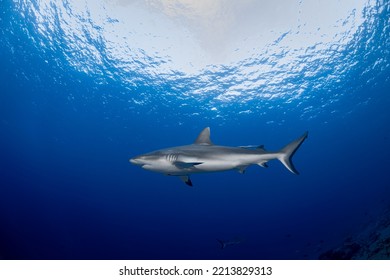 Gray Reef Sharks Of Sipadan Island