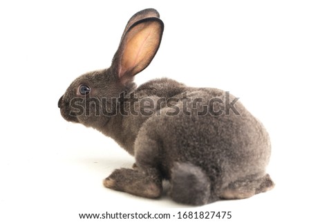 gray rex rabbit isolated on white background