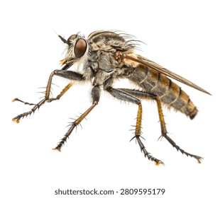 Gray Robber Fly Predatory Flying Insect Isolated on White Background
