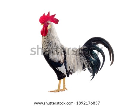  gray rooster isolated on white background