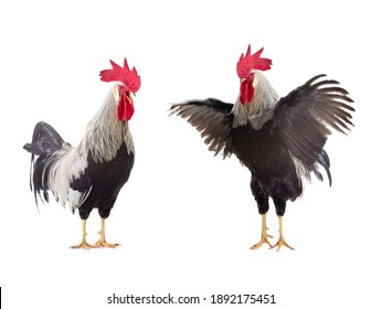 Chicken Bantam Rooster Isolated On White Stock Photo Edit Now