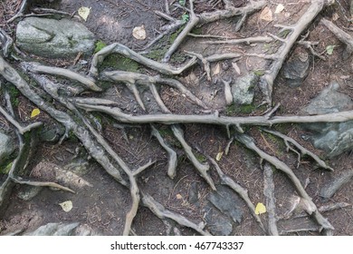 The gray roots of the trees in the background of the earth.